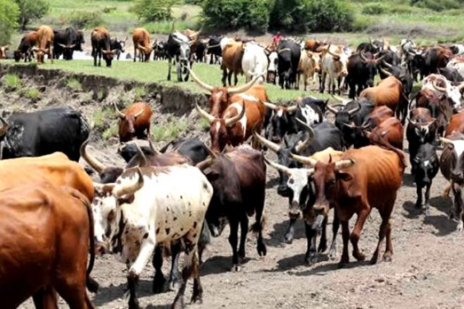 Angola mantém acordo de entrega de gados e envia equipa veterinária para o Chade