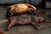 Peste suína africana leva ao abate de centenas de animais na província do Huambo