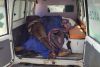 Pelo menos 12 mortes na disputa de água para o gado entre Mucubais e Nhanecas-Humbi.