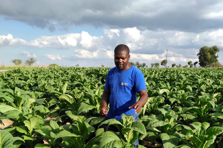 Grupo Carrinho anuncia grande projeto agrícola em África com apoio dos EUA