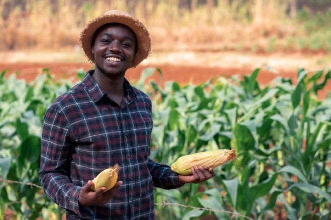 Agricultura angolana cresceu 6% na campanha 2023-2024