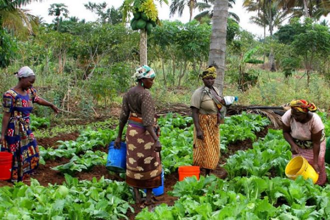 Preço alto dos fertilizantes vai agravar situação dos produtores angolanos – associações
